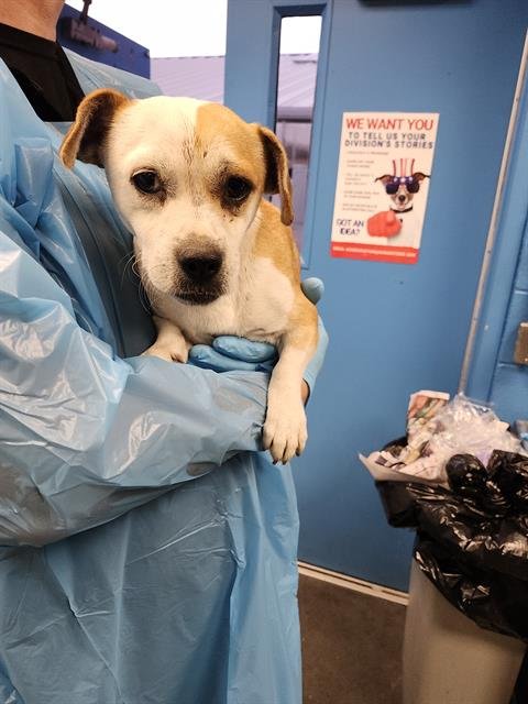 TIM - Terrier available for adoption