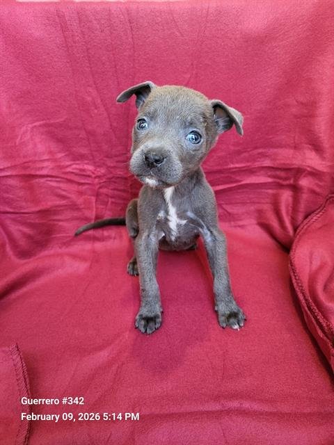 FLOWER - American Staffordshire Terrier available for adoption