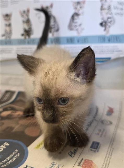 YUM YUM - Domestic Short Hair available for adoption