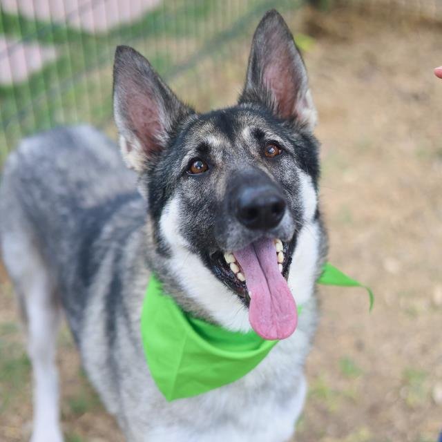 WREN - German Shepherd Dog available for adoption