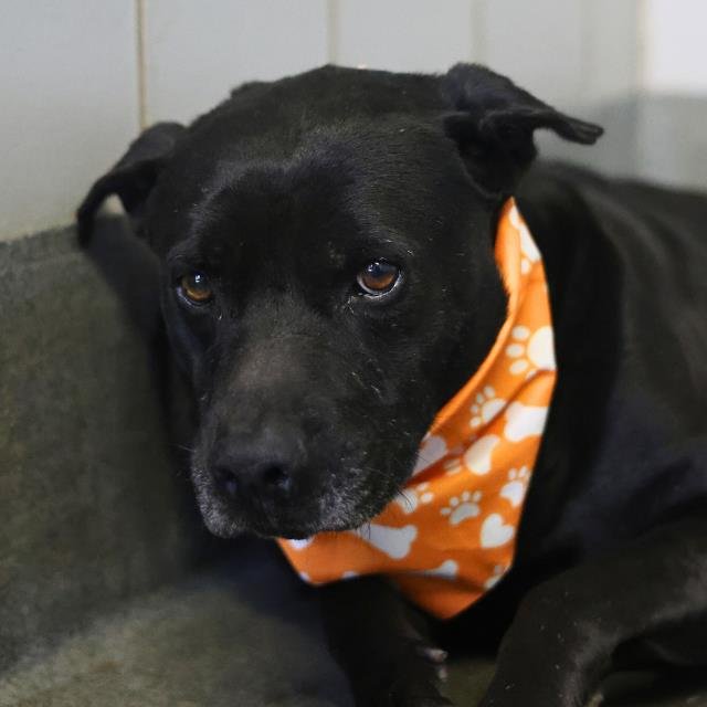 ACE - American Staffordshire Terrier available for adoption