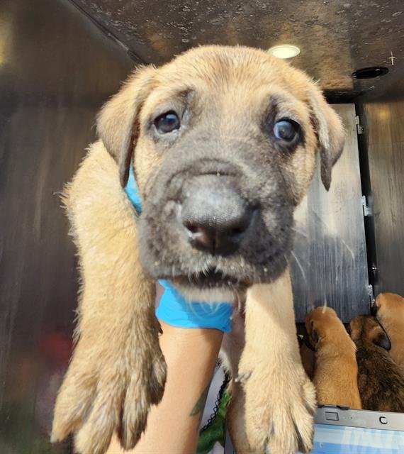 BETO - American Staffordshire Terrier available for adoption