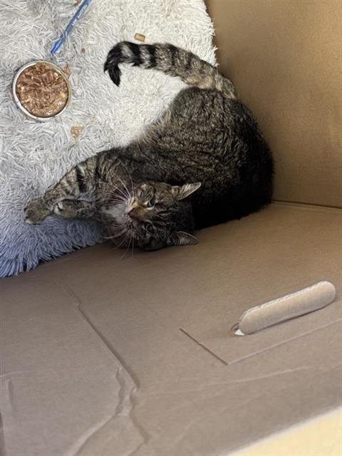 OLIVE - Domestic Short Hair available for adoption