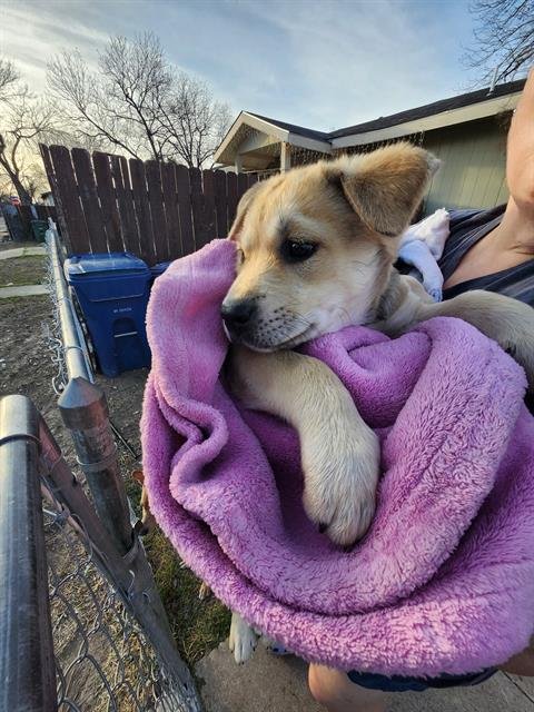 AMIE - Labrador Retriever available for adoption