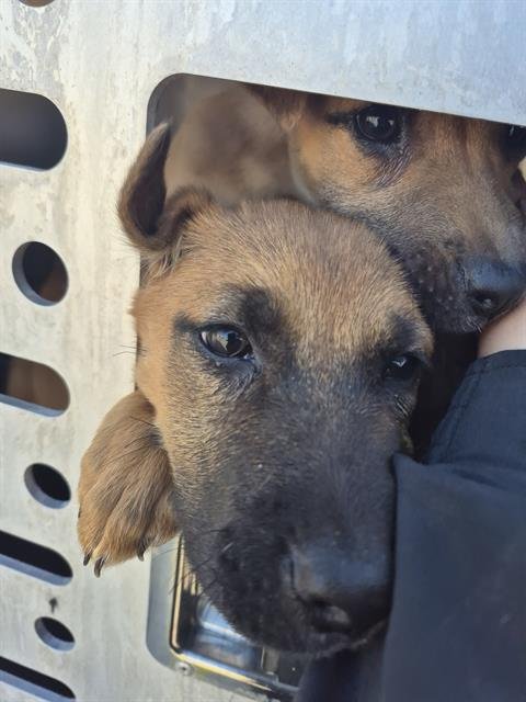 PUP 5 - Boxer available for adoption