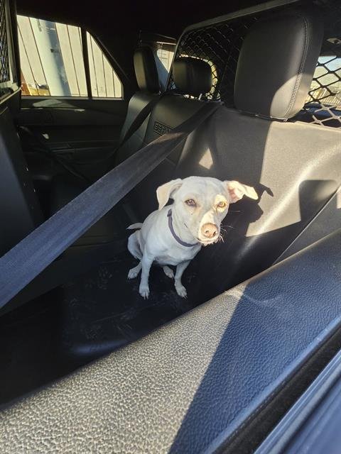 SKADI - Terrier available for adoption