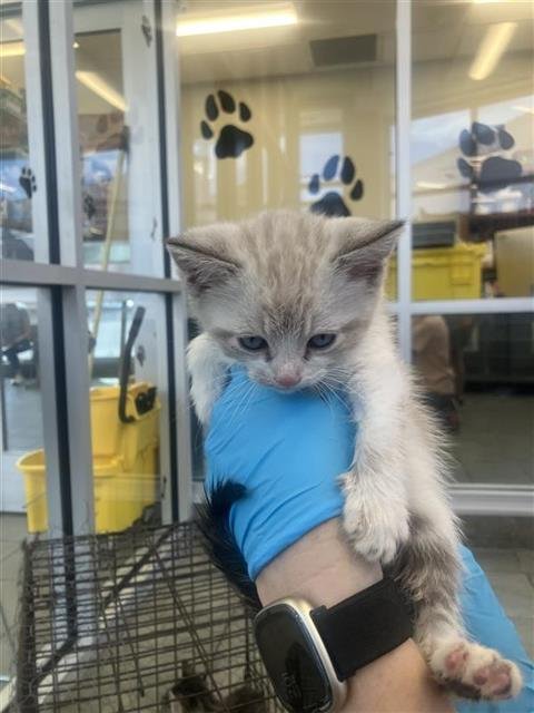 SNOWY - Domestic Short Hair available for adoption
