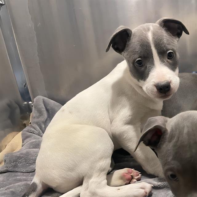 ROSE - Pointer available for adoption