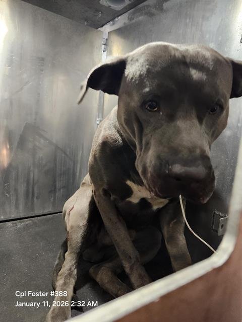 TANK - American Staffordshire Terrier available for adoption