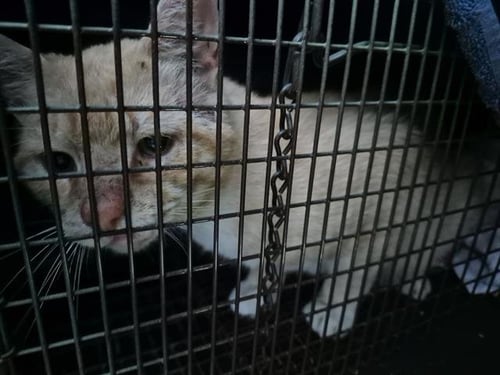 SABLE - Domestic Short Hair available for adoption