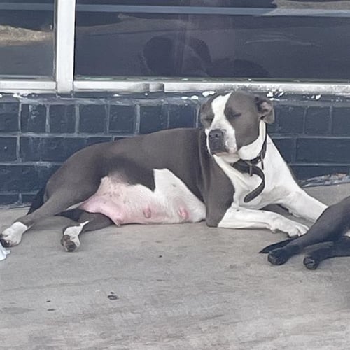 SOPHIE - American Staffordshire Terrier available for adoption