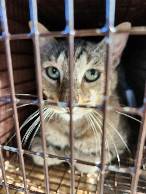 V26-1140 - Domestic Short Hair available for adoption