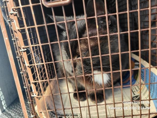 ATHENA - Domestic Short Hair available for adoption