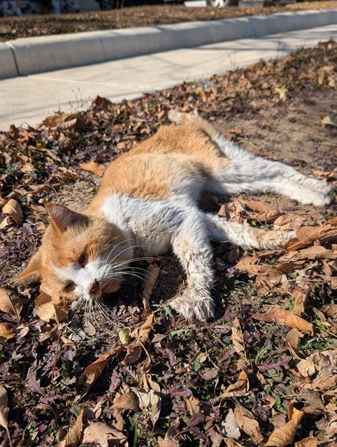 FOZZY BEAR - Domestic Short Hair available for adoption