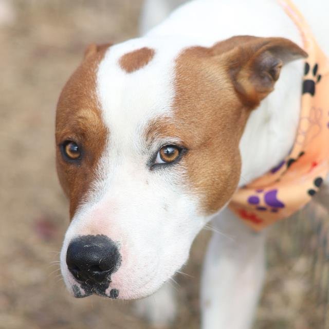 MILO - Terrier available for adoption