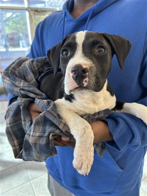 BANG BANG - Boxer available for adoption