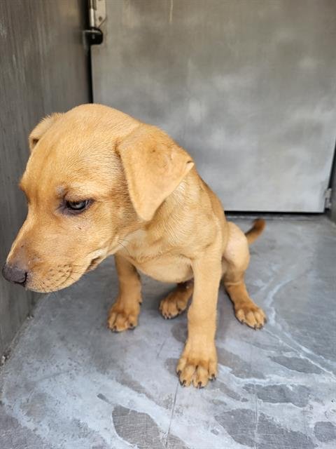 BOBBY - Labrador Retriever available for adoption