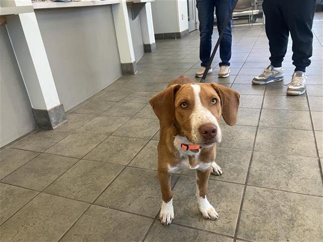 WINSTON - Hound available for adoption