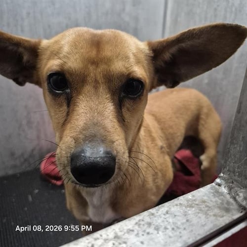 NOLAN - Chihuahua available for adoption