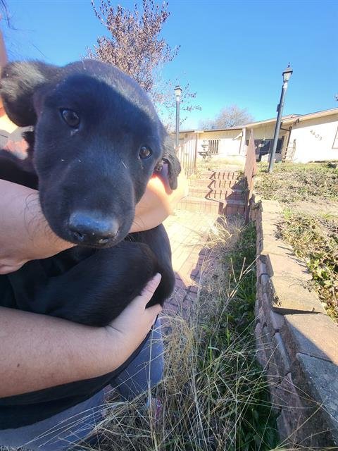TULIP - Labrador Retriever available for adoption