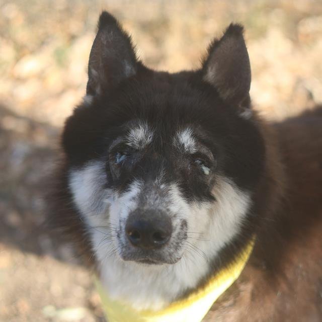BOBBY JOE - Husky available for adoption