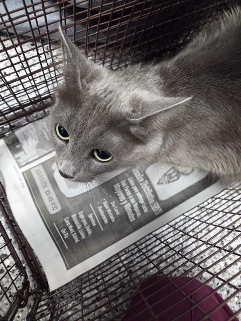 UMI BARAJAS - Domestic Medium Hair available for adoption