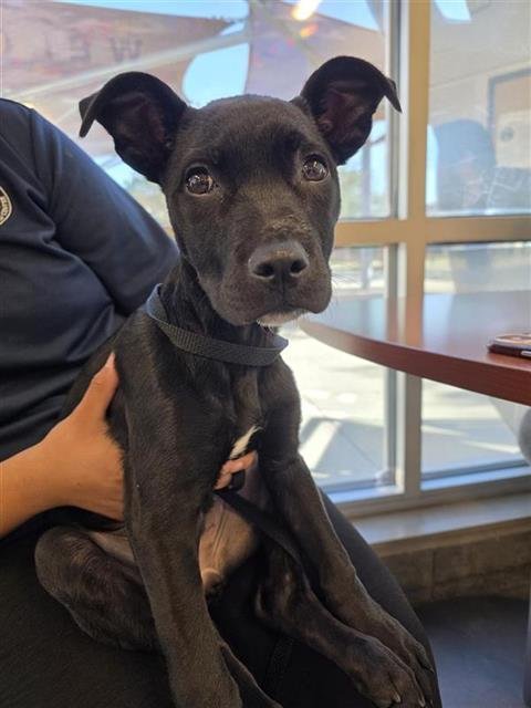 MOCHI - Terrier available for adoption