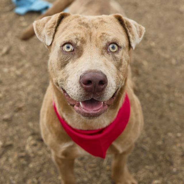 WANDA - American Staffordshire Terrier available for adoption