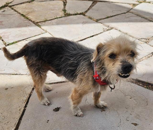 BENNY - Jack Russell Terrier (Parson Russell Terrier) available for adoption
