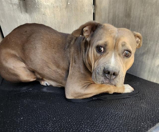 REMMY - American Staffordshire Terrier available for adoption