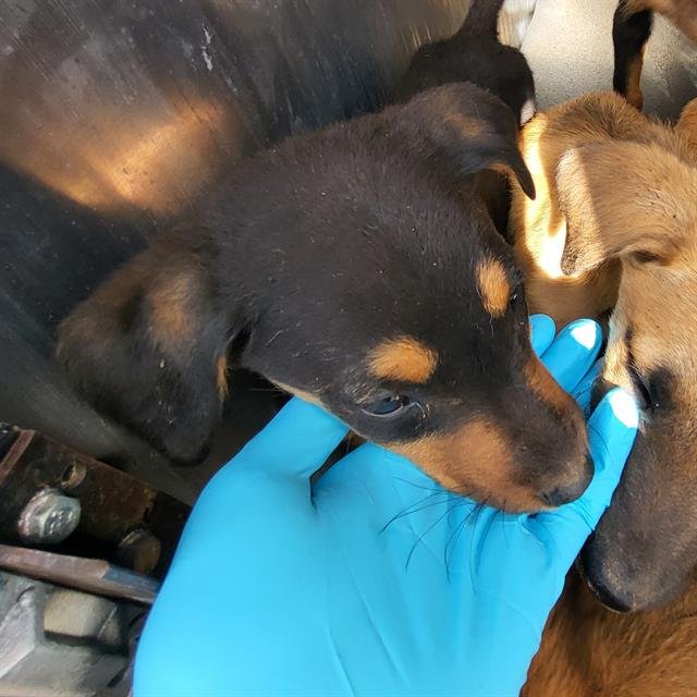 SOL - Terrier available for adoption