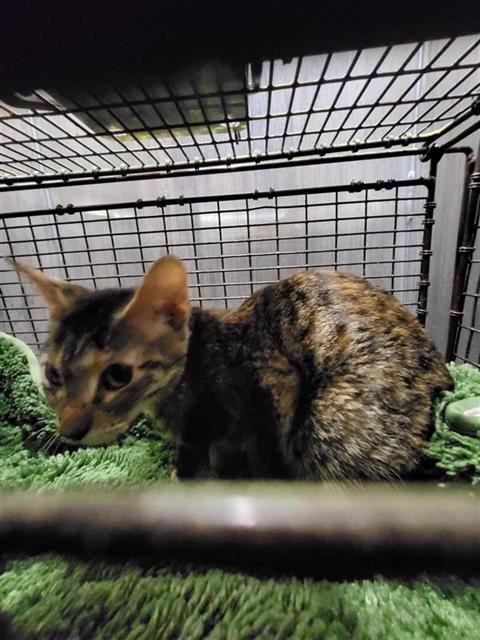 SHERRY - Domestic Short Hair available for adoption