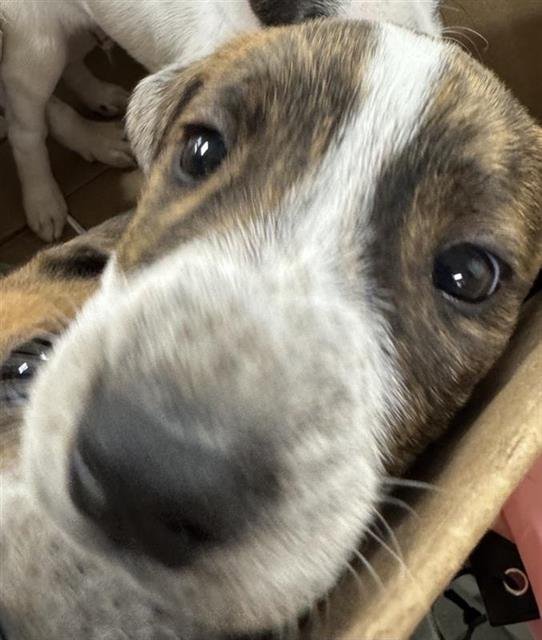 PUP 3 - Australian Cattle Dog/Blue Heeler available for adoption