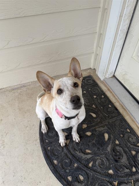 SADIE - Australian Cattle Dog/Blue Heeler available for adoption