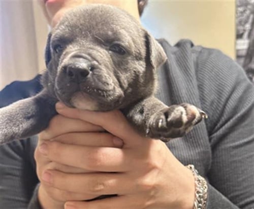 JASMINE - American Staffordshire Terrier available for adoption