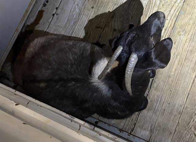 BREAD PUDDIN - Goat available for adoption