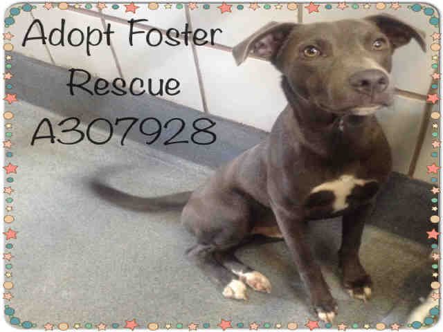 RAVEN - American Staffordshire Terrier available for adoption