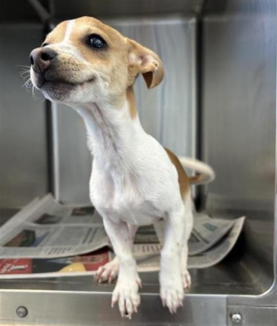 TRIXIE - Jack Russell Terrier (Parson Russell Terrier) available for adoption