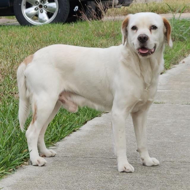 BASIN - Labrador Retriever available for adoption