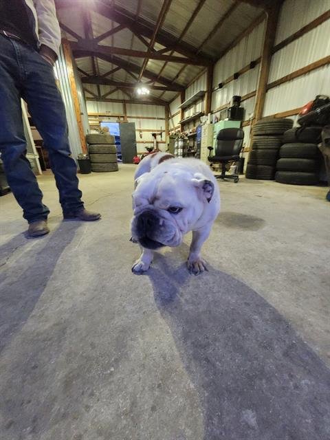 BUBA - Bulldog available for adoption