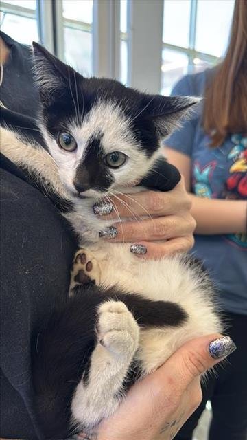 WINK - Domestic Short Hair available for adoption