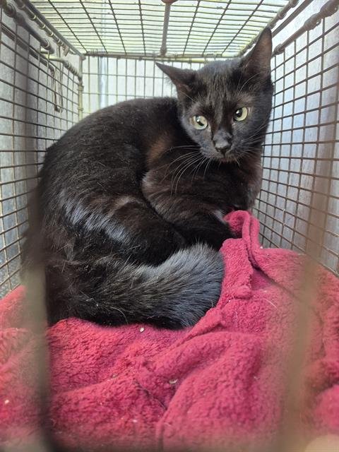 STORMY - Domestic Short Hair available for adoption