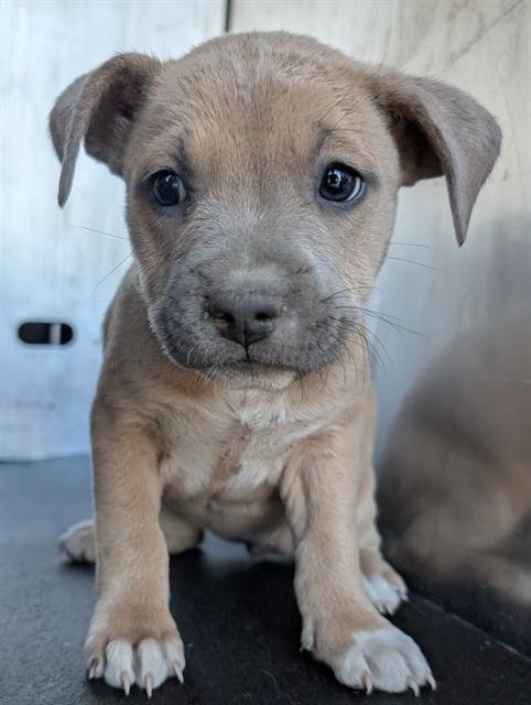 TANGO - Staffordshire Bull Terrier available for adoption