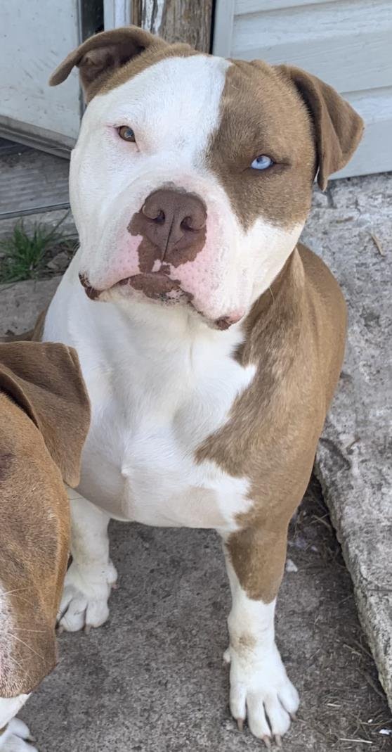 STARSKY - American Staffordshire Terrier available for adoption