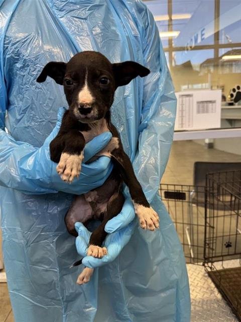 A799505 - Chihuahua available for adoption