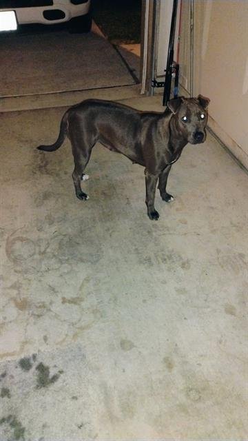 UNITY - American Staffordshire Terrier available for adoption