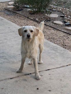 TACO - Terrier available for adoption