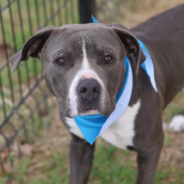 ROCKY - American Staffordshire Terrier available for adoption