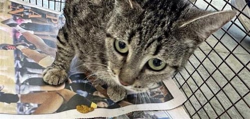 SHARON - Domestic Short Hair available for adoption