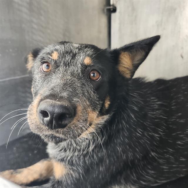 BLUEY - Australian Cattle Dog/Blue Heeler available for adoption